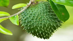 Beneficios De La Guanabana