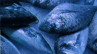 Omega 3